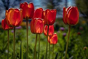 Gartenschauen Gartenschauen