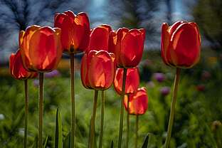 Frühling mit dem Frauenchor Frühling mit dem Frauenchor