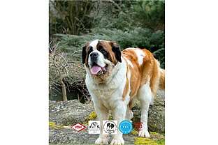 Bernhardiner Weltausstellung Bernhardiner Weltausstellung